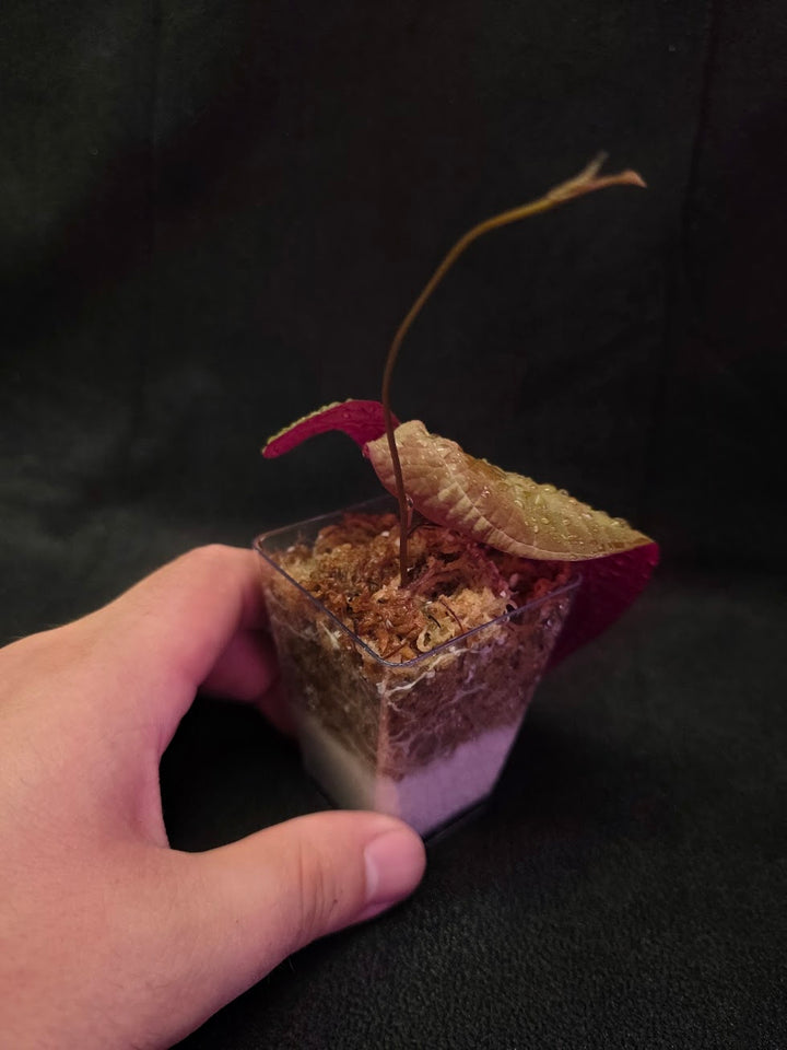 Dioscorea Discolor #02