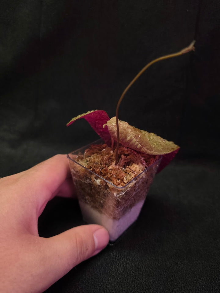 Dioscorea Discolor #02