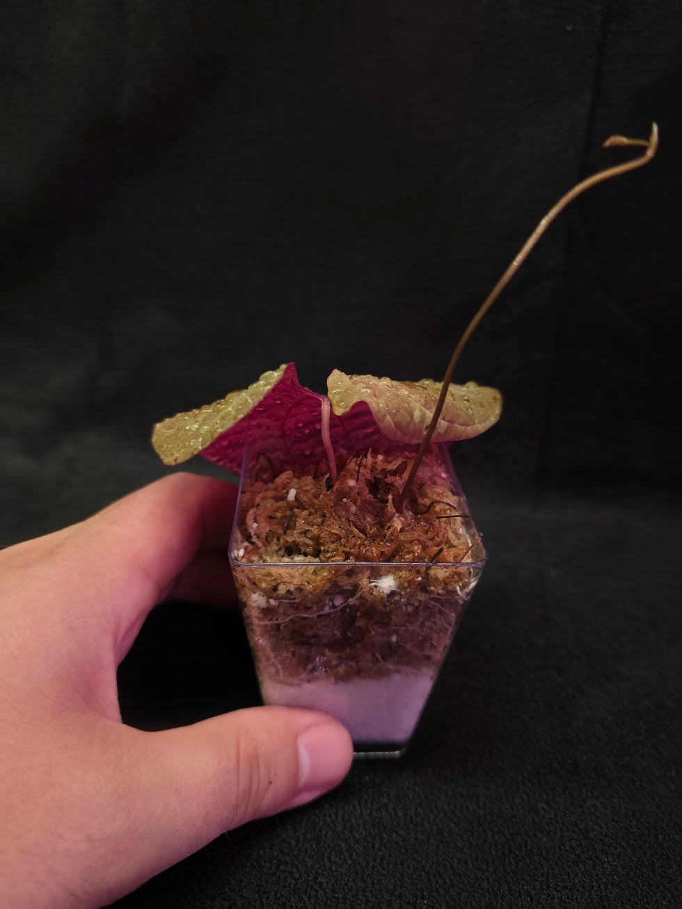 Dioscorea Discolor #02