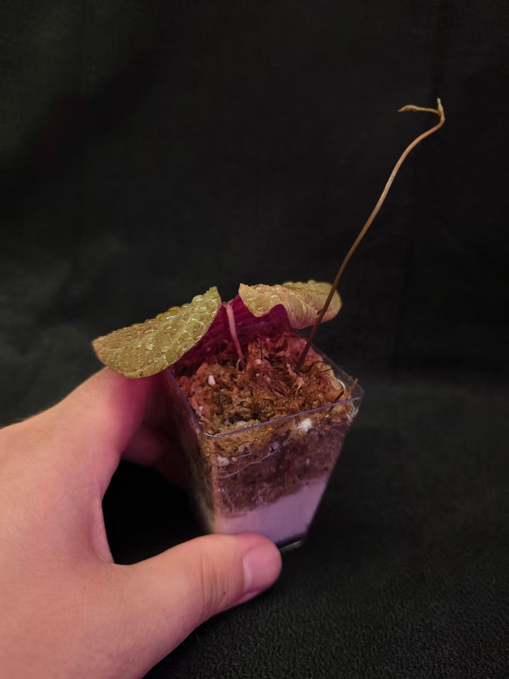 Dioscorea Discolor #02