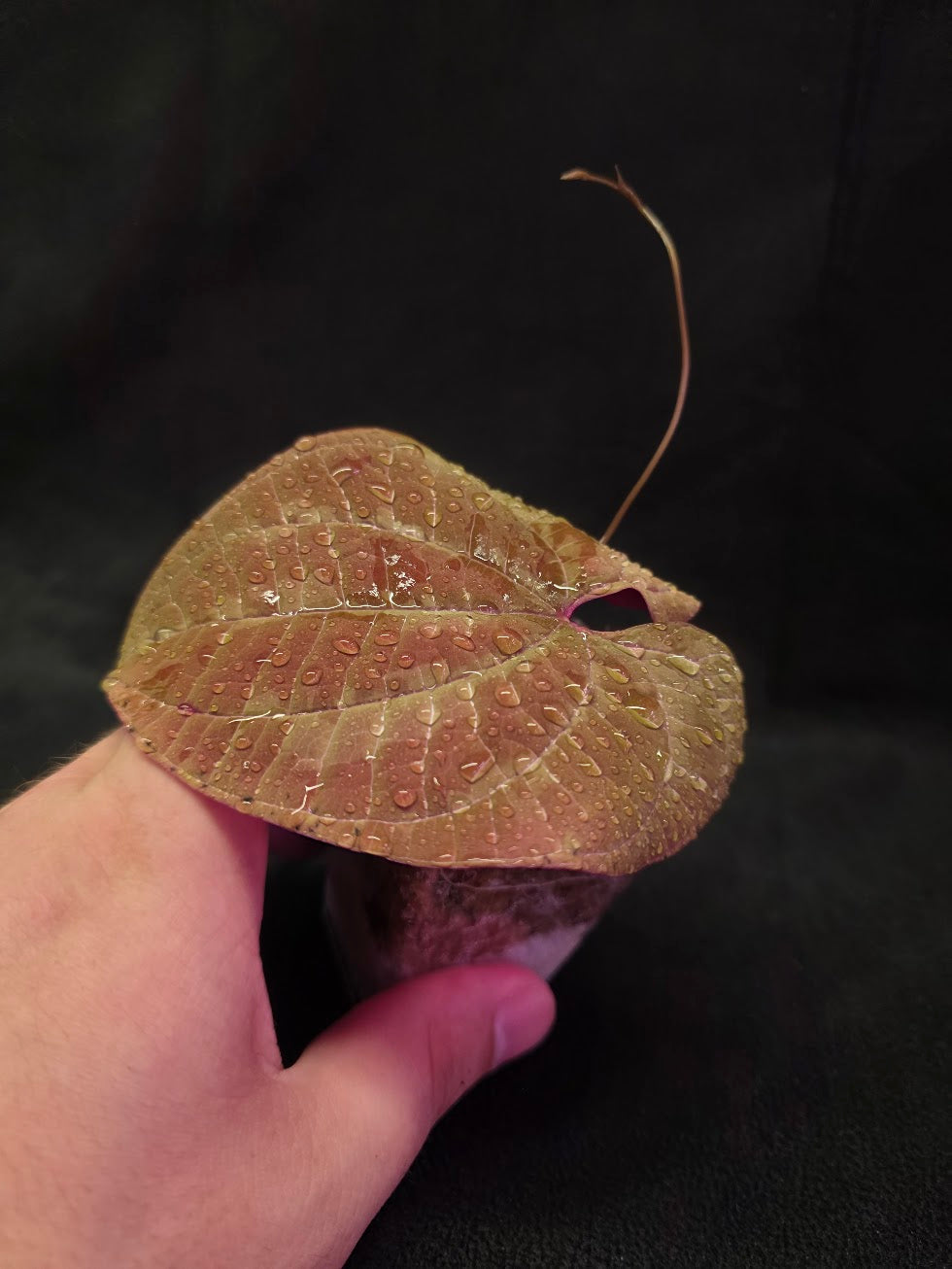Dioscorea Discolor #02