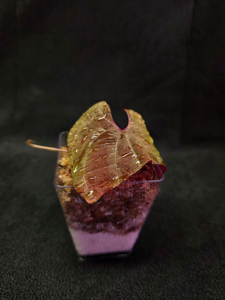 Dioscorea Discolor #03