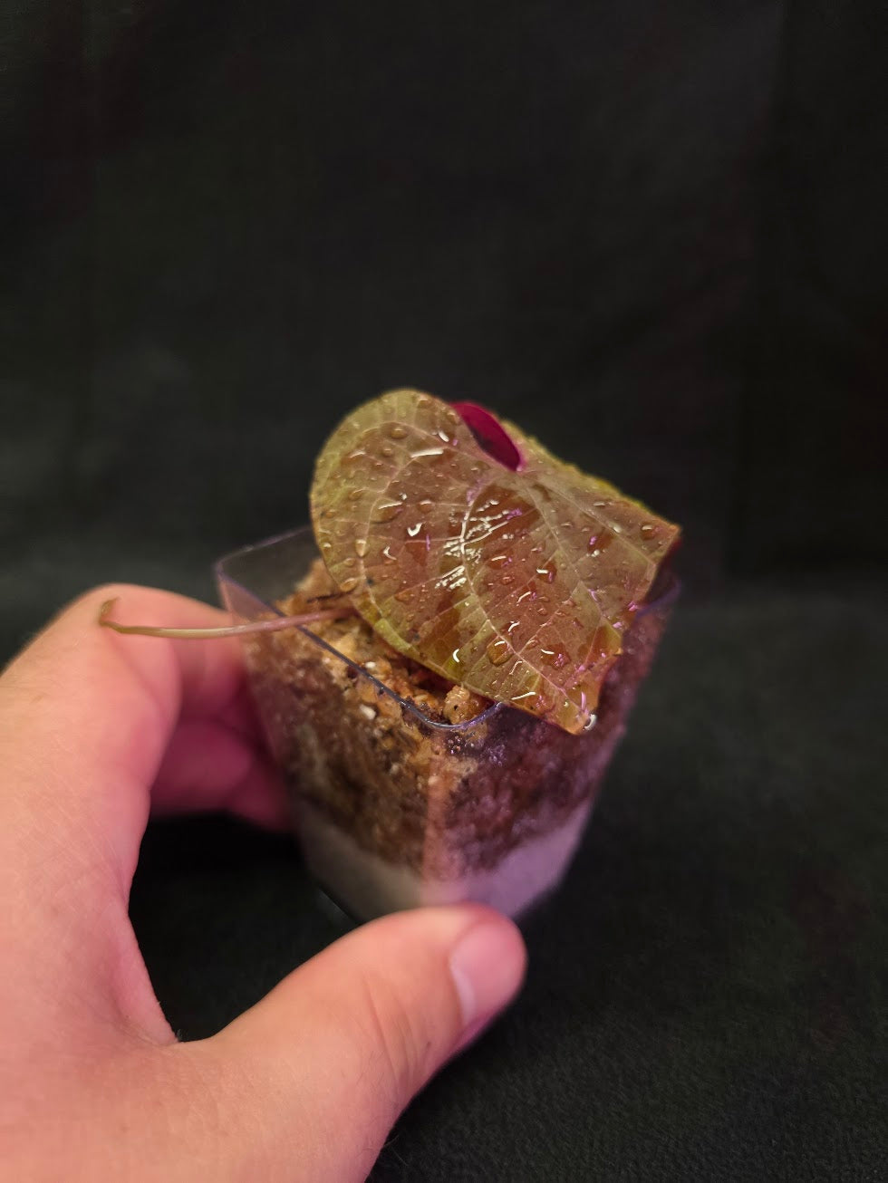Dioscorea Discolor #03