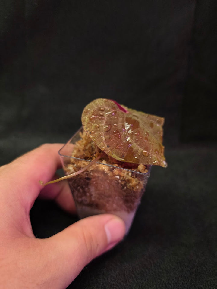 Dioscorea Discolor #03