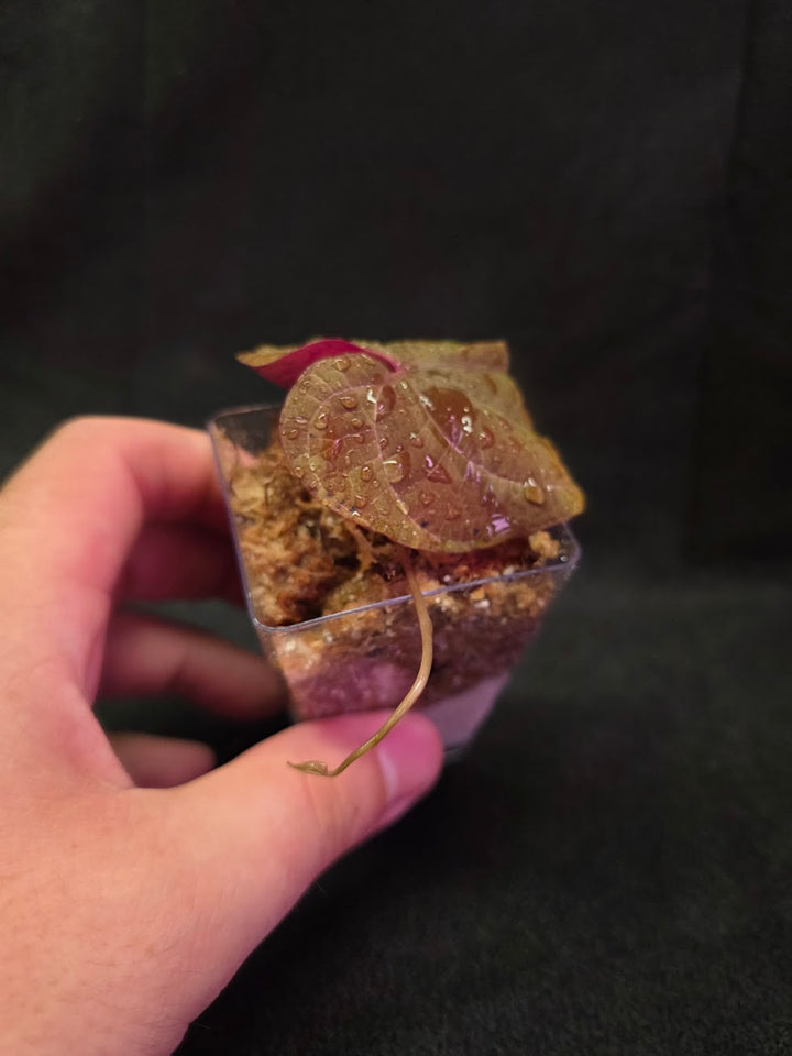 Dioscorea Discolor #03