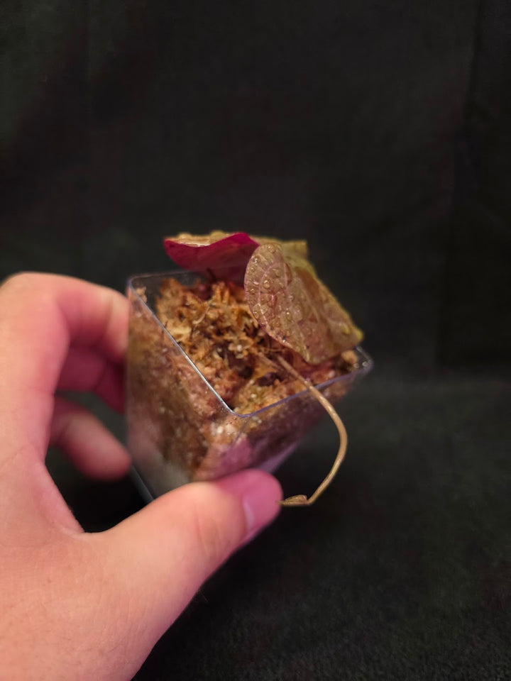 Dioscorea Discolor #03
