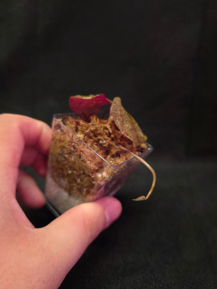 Dioscorea Discolor #03