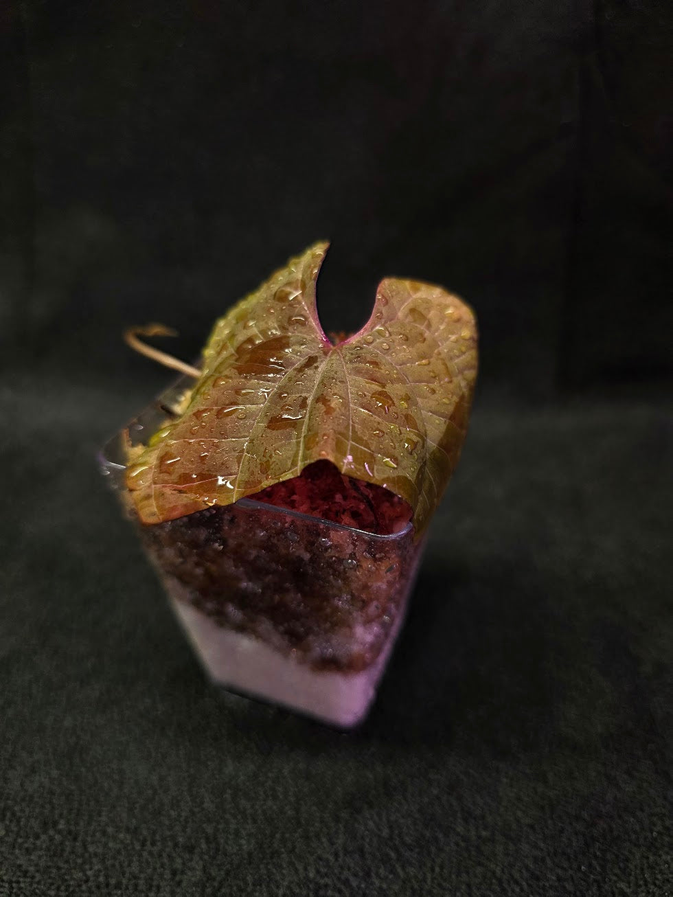 Dioscorea Discolor #03