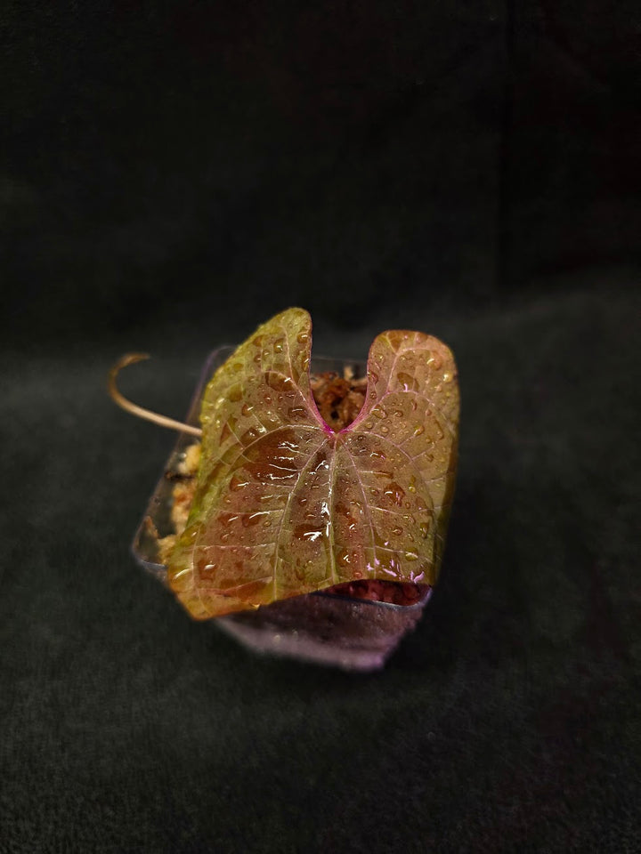 Dioscorea Discolor #03