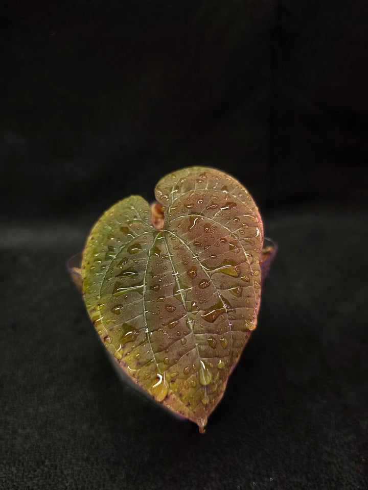 Dioscorea Discolor #04