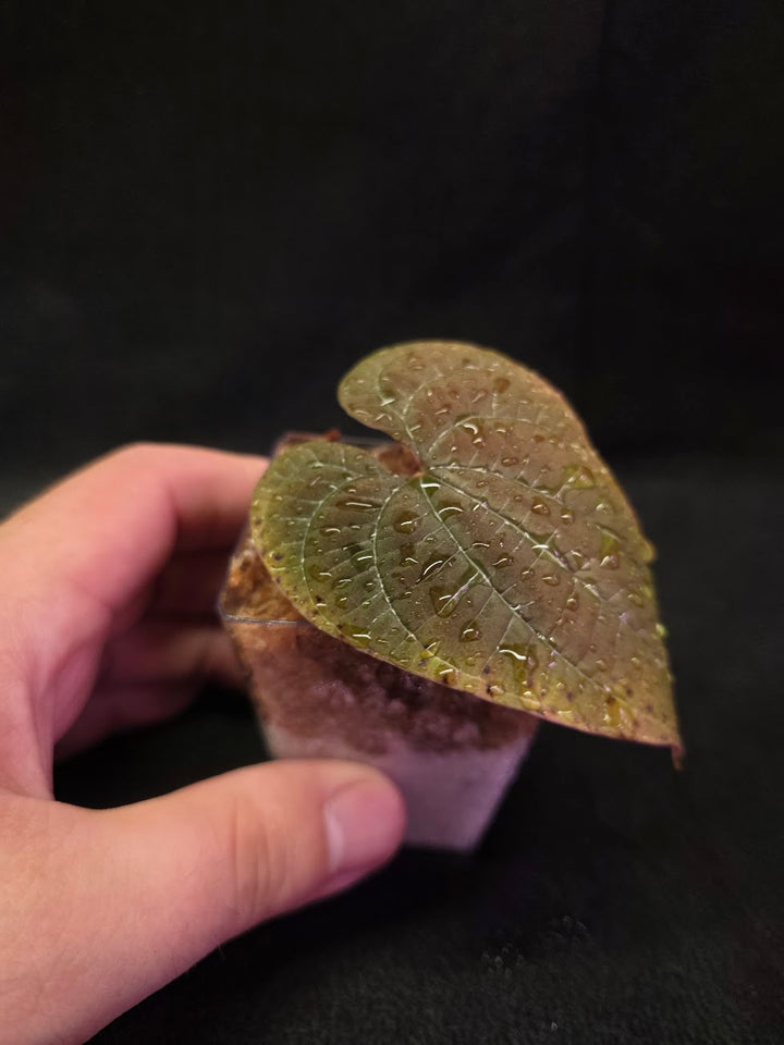 Dioscorea Discolor #04