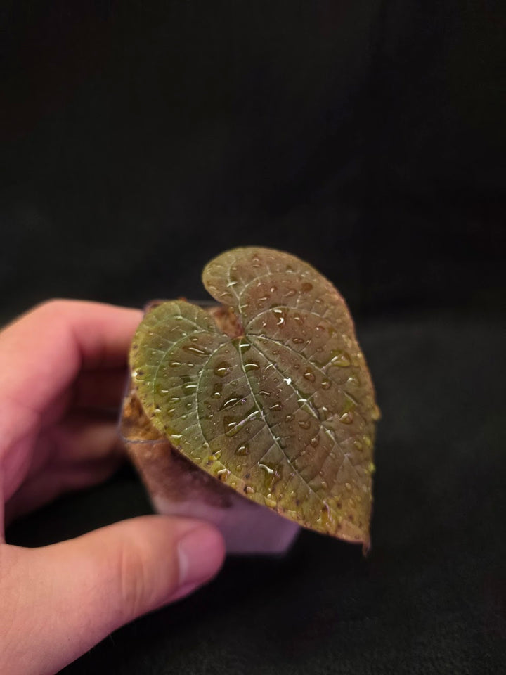 Dioscorea Discolor #04