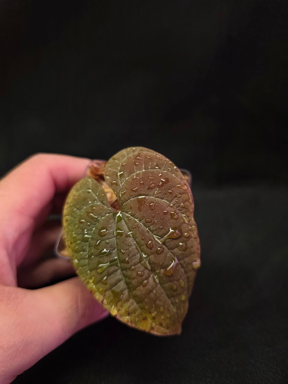 Dioscorea Discolor #04