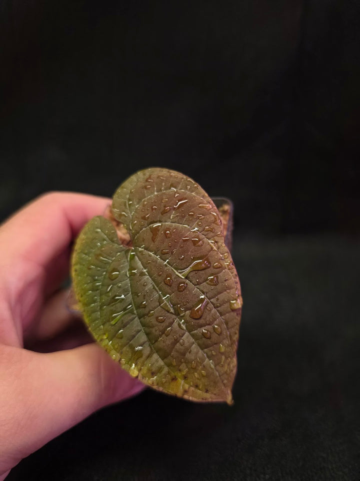 Dioscorea Discolor #04