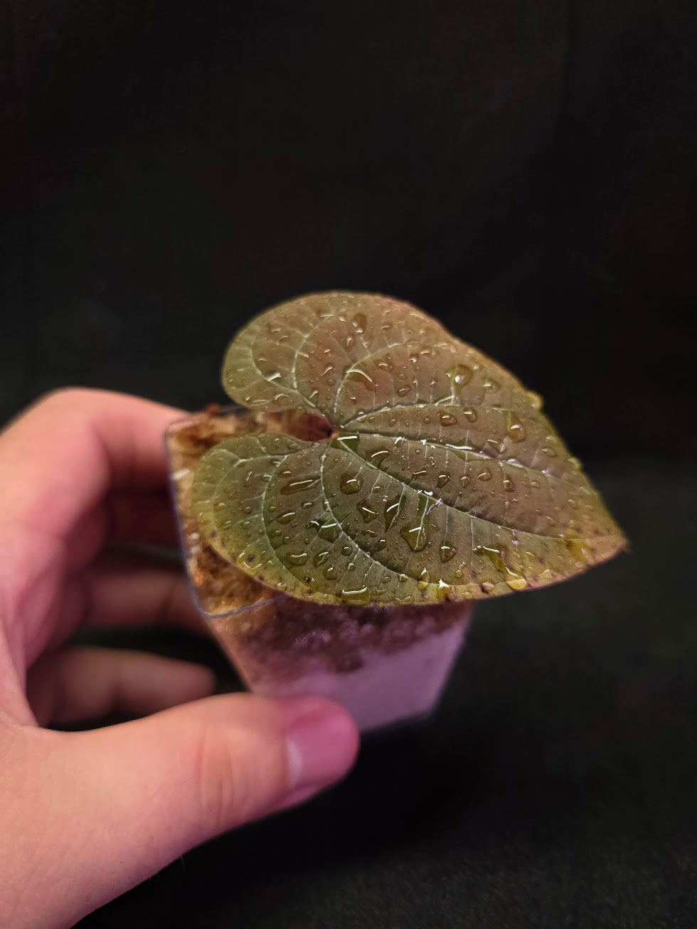 Dioscorea Discolor #04