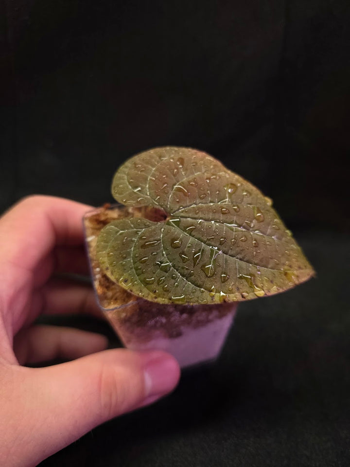 Dioscorea Discolor #04