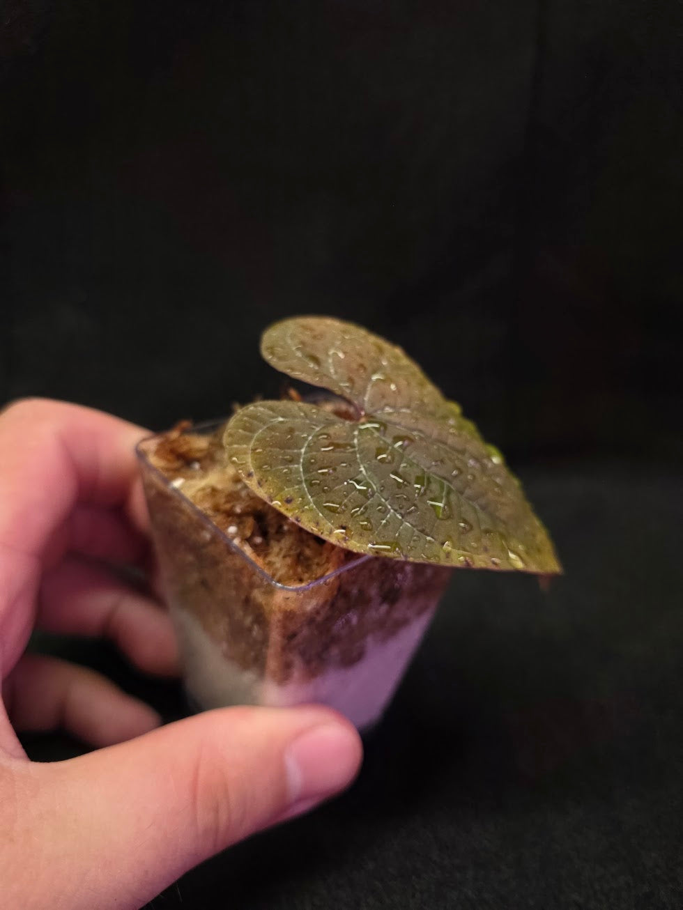 Dioscorea Discolor #04
