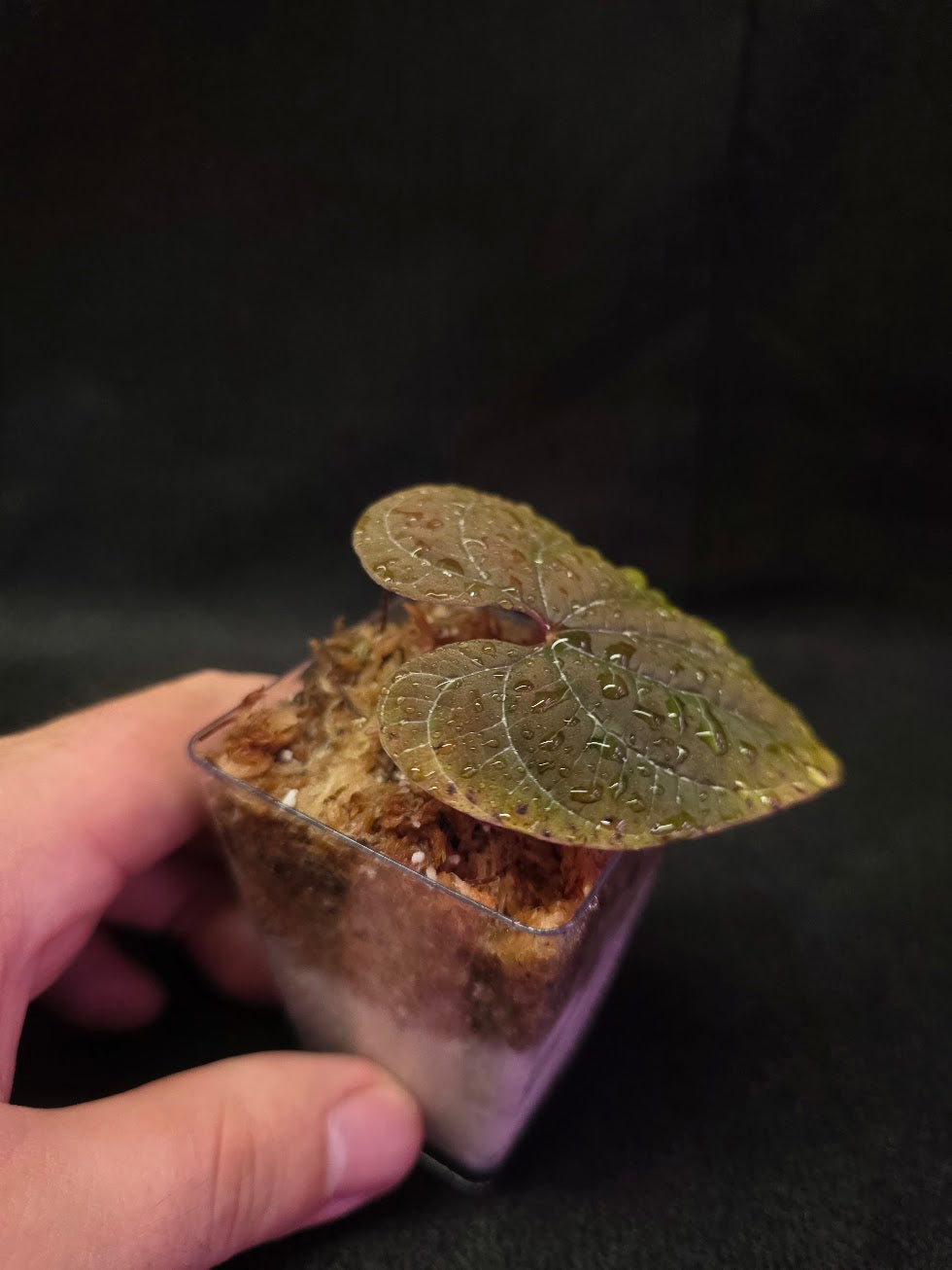 Dioscorea Discolor #04