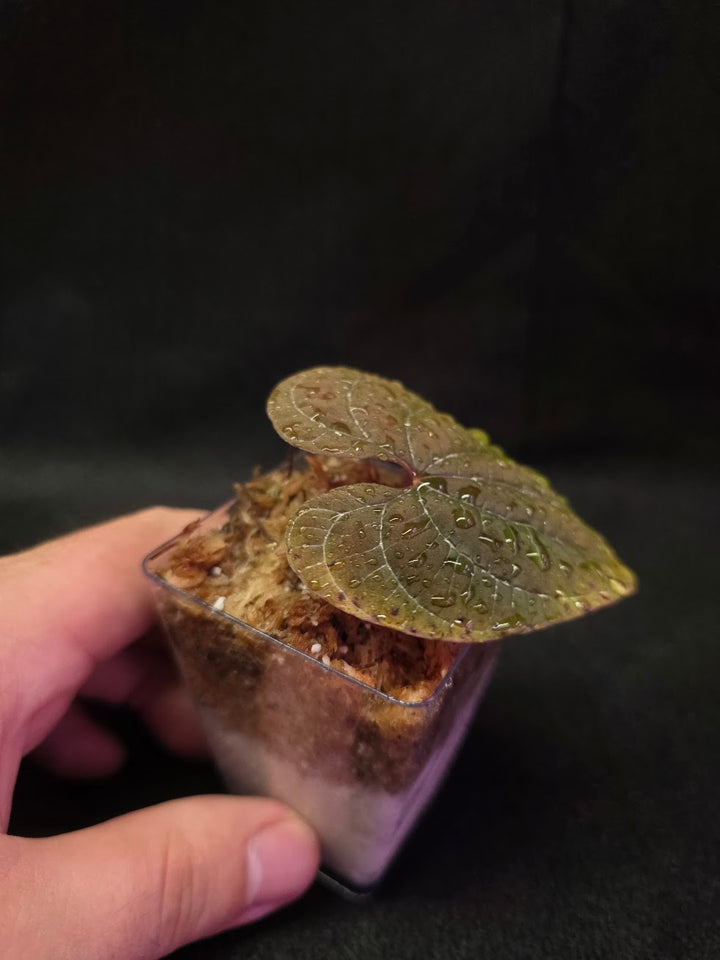 Dioscorea Discolor #04