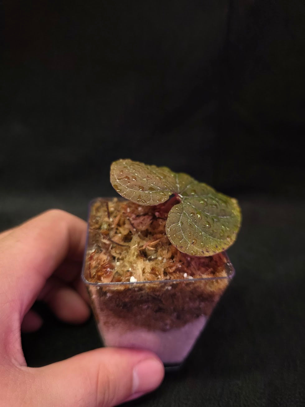 Dioscorea Discolor #04