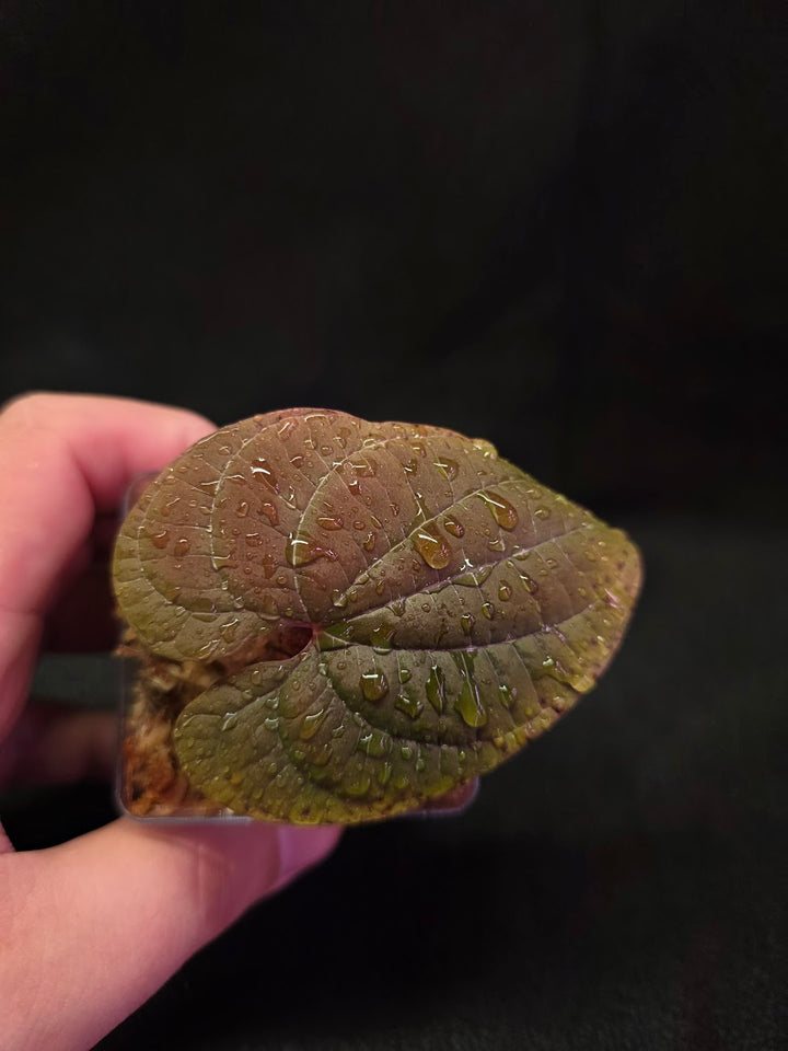 Dioscorea Discolor #04