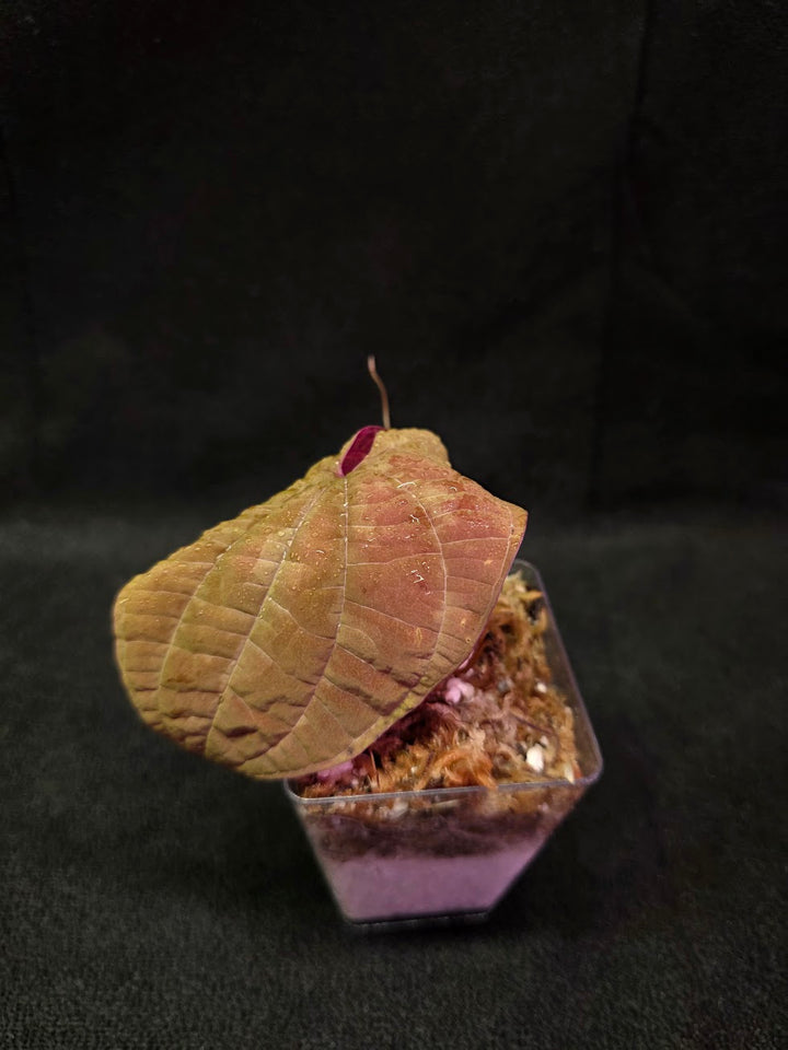 Dioscorea Discolor #05