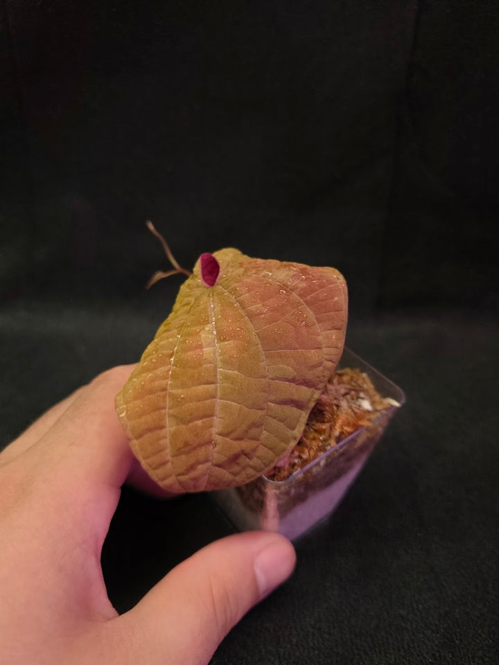 Dioscorea Discolor #05