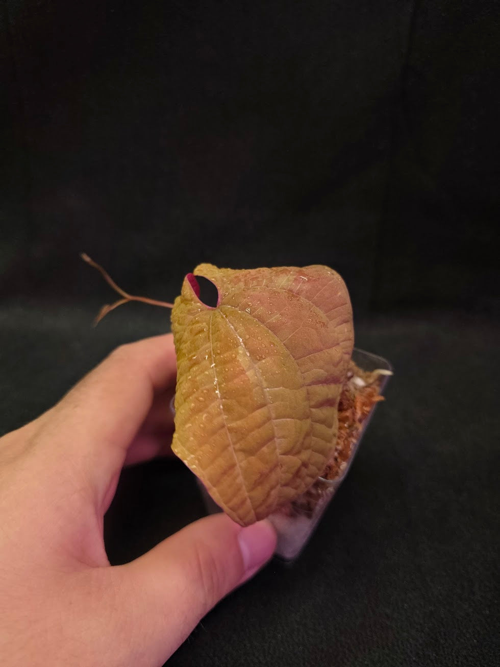 Dioscorea Discolor #05