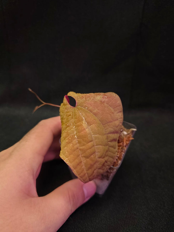 Dioscorea Discolor #05