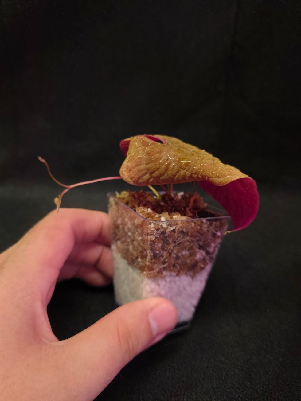 Dioscorea Discolor #05