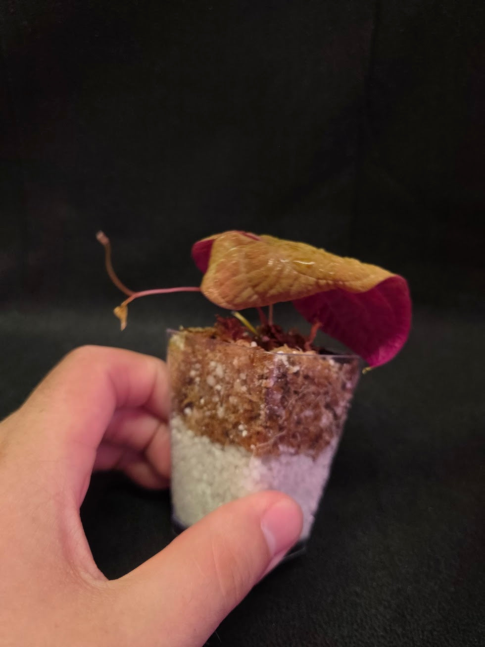Dioscorea Discolor #05