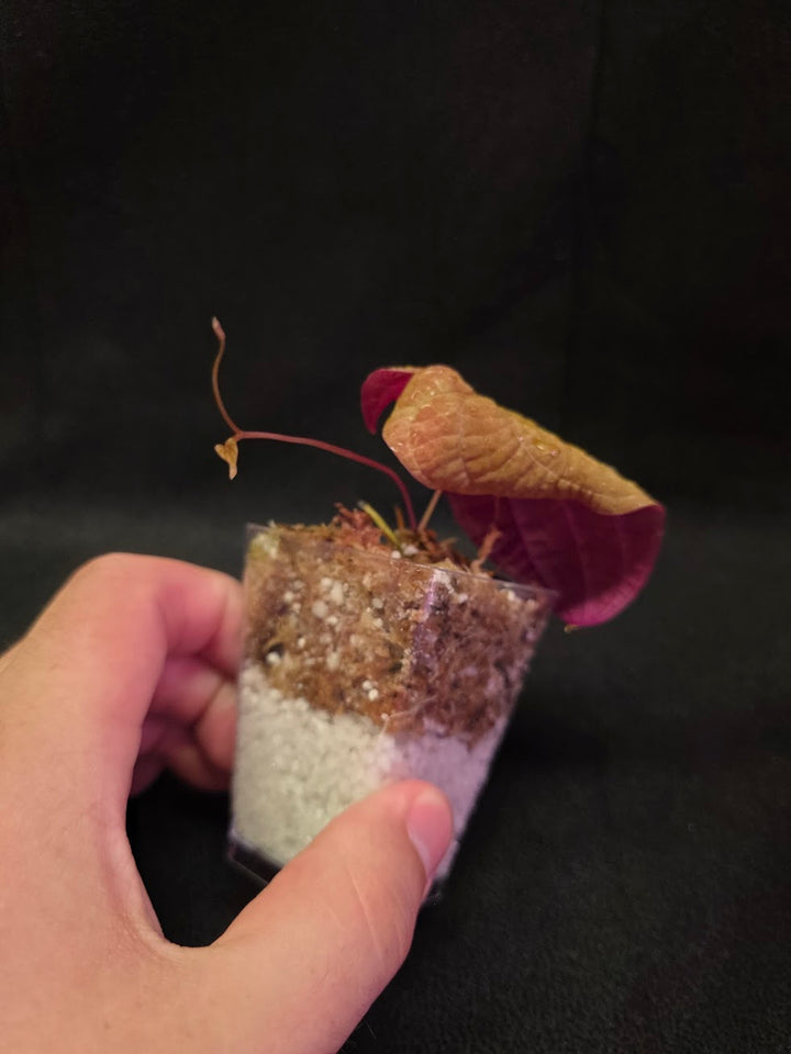 Dioscorea Discolor #05