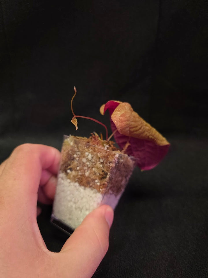 Dioscorea Discolor #05