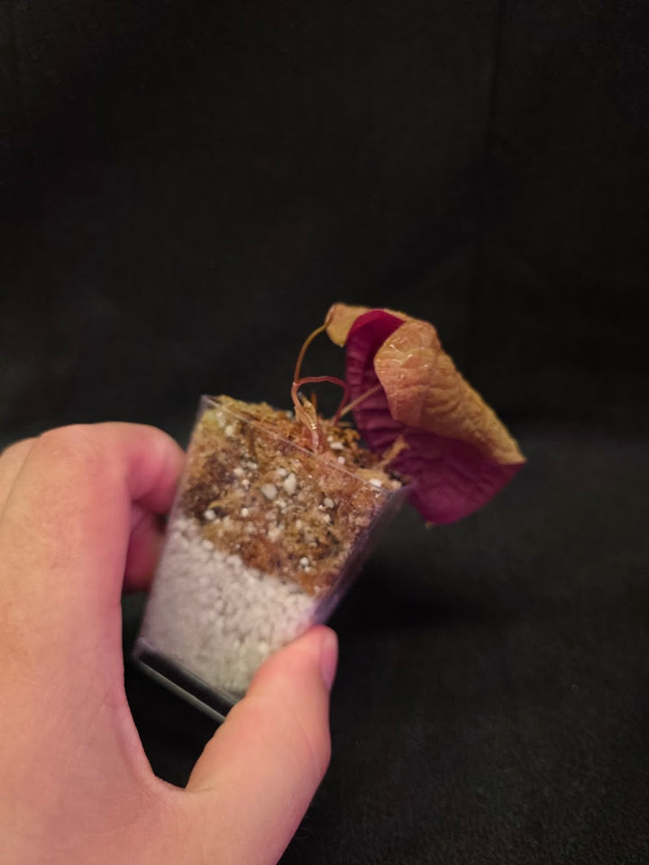 Dioscorea Discolor #05