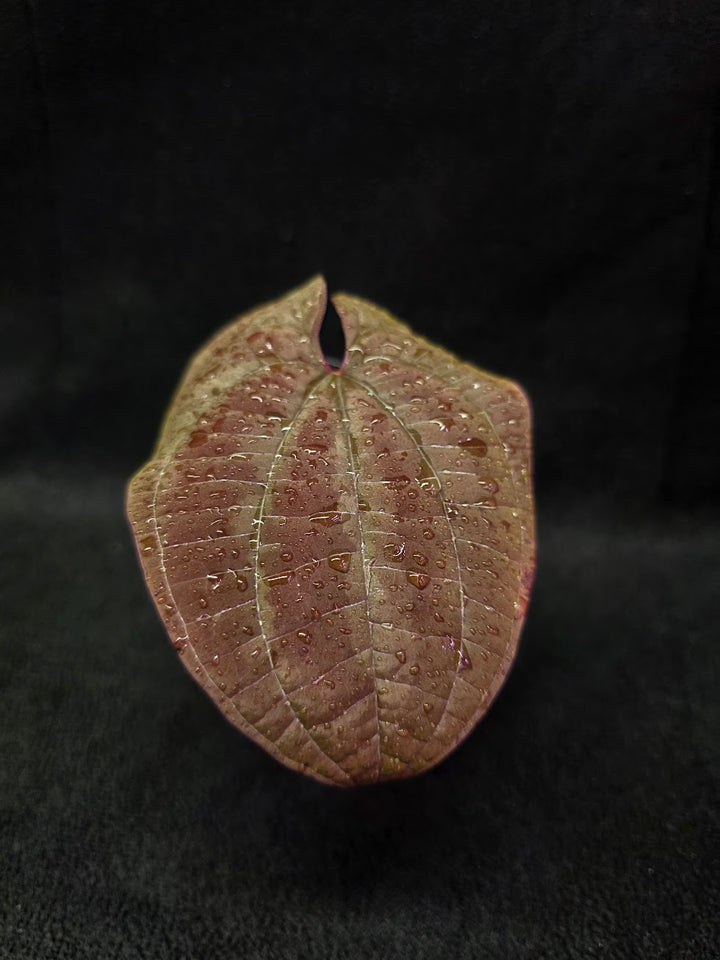 Dioscorea Discolor #06