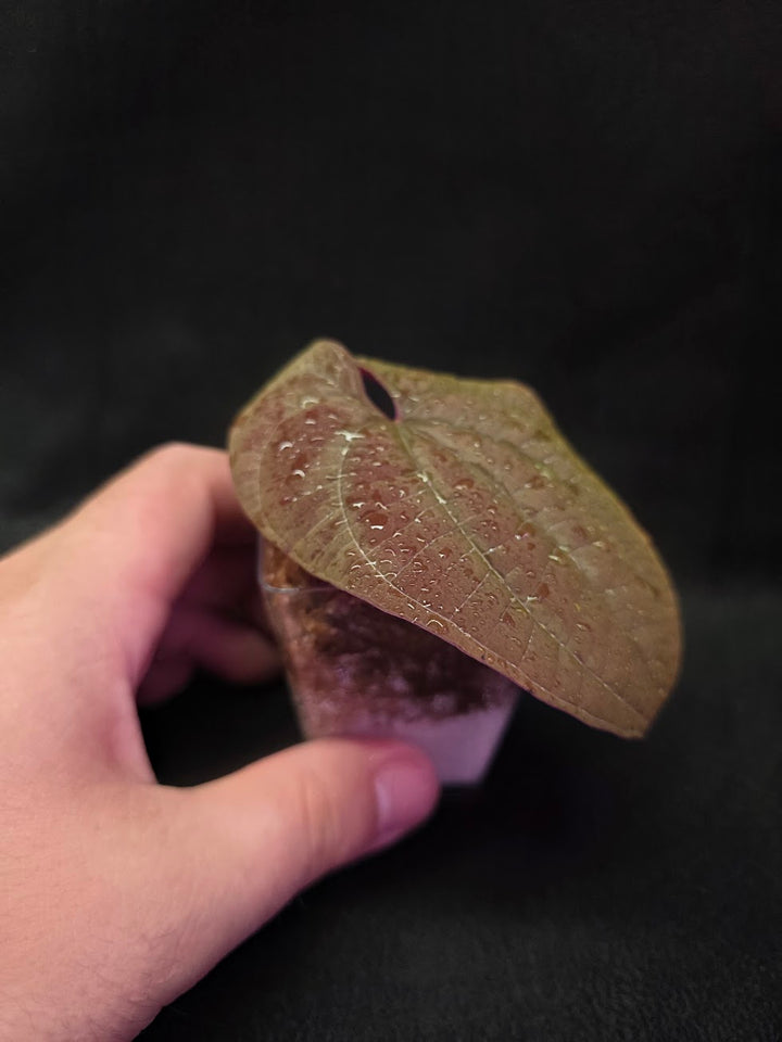 Dioscorea Discolor #06