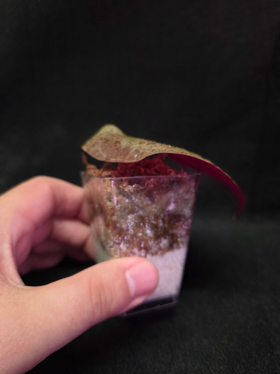 Dioscorea Discolor #06