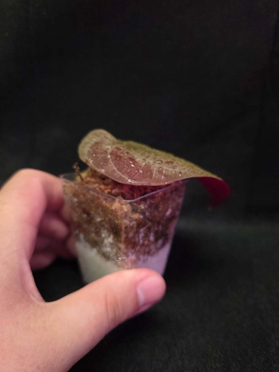 Dioscorea Discolor #06
