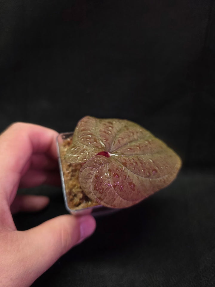 Dioscorea Discolor #06