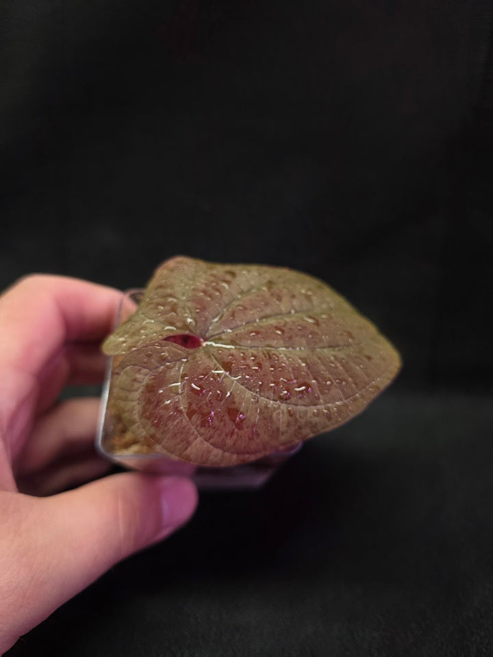 Dioscorea Discolor #06