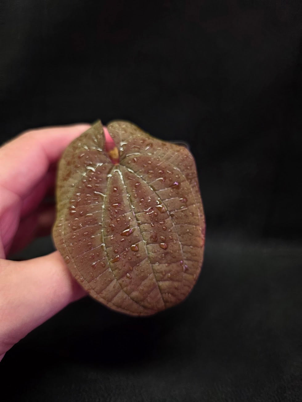 Dioscorea Discolor #06