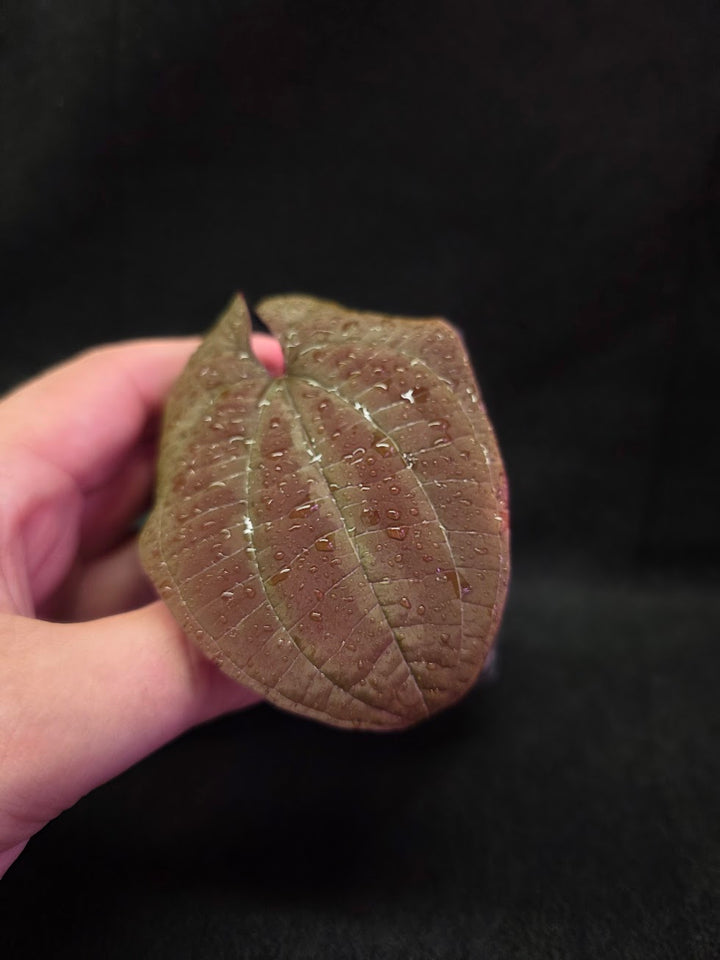 Dioscorea Discolor #06