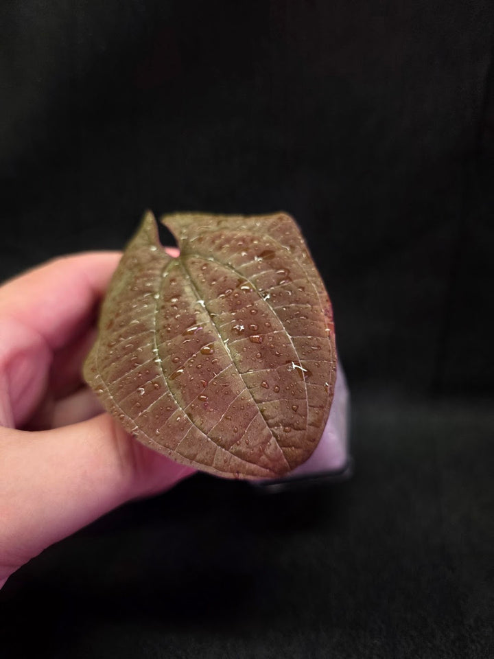 Dioscorea Discolor #06