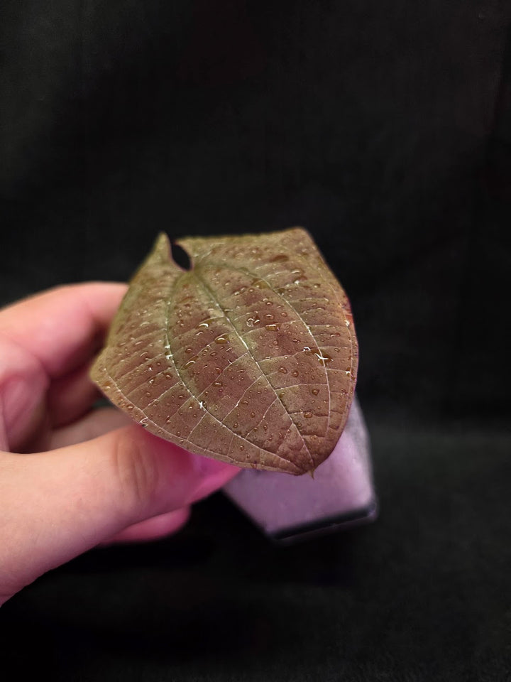 Dioscorea Discolor #06