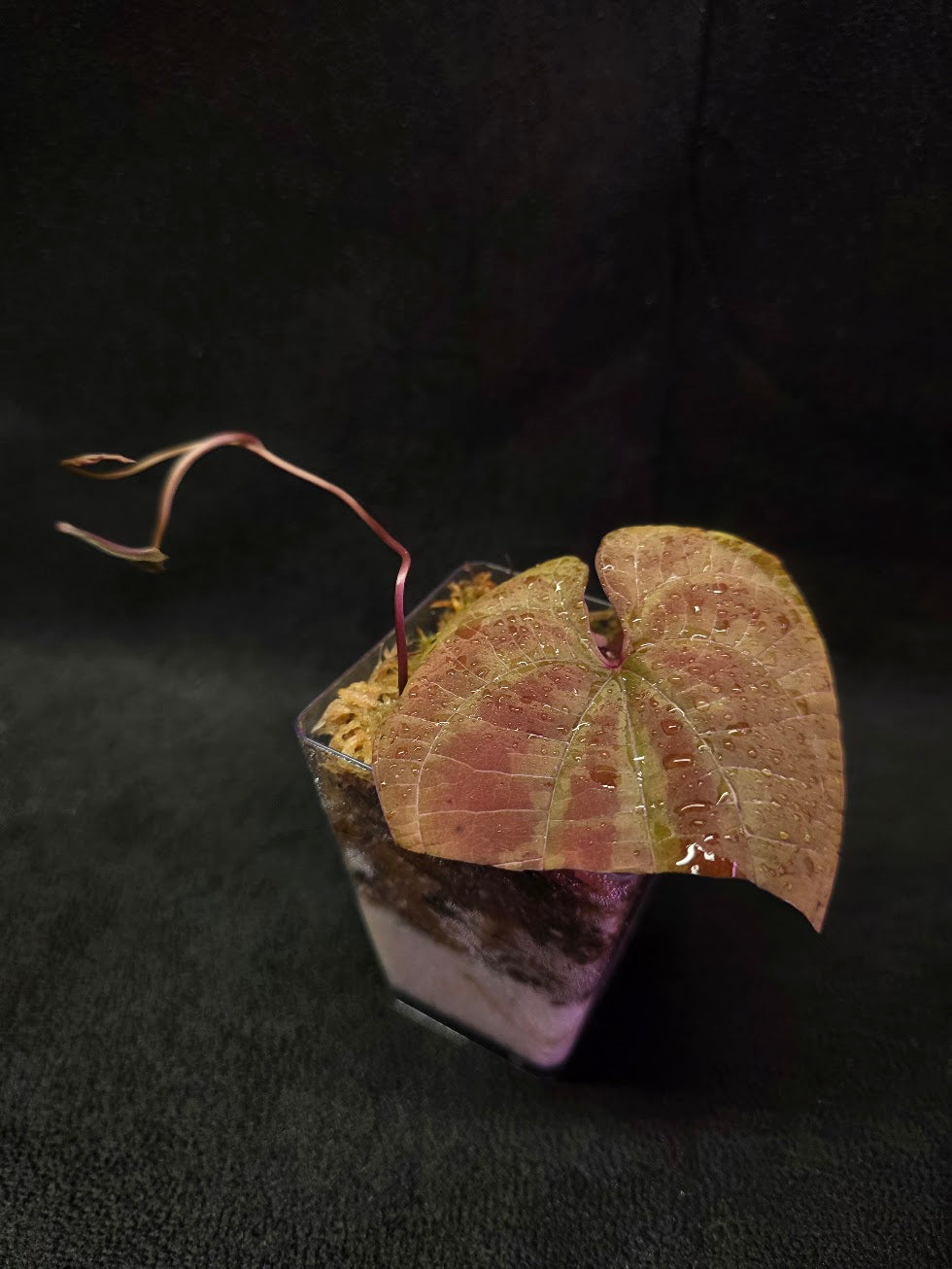 Dioscorea Discolor #07