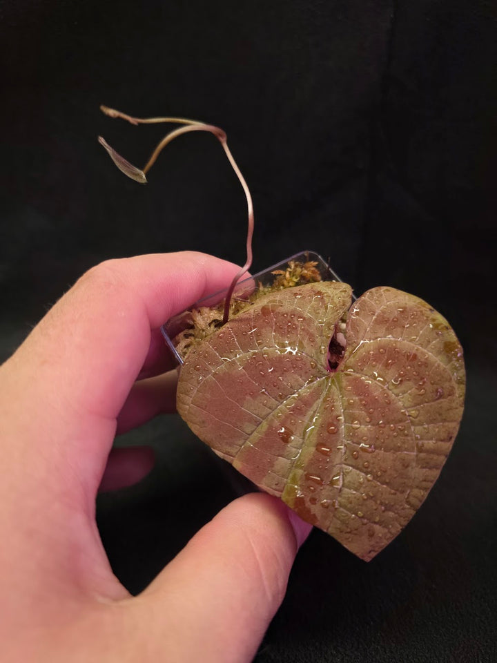 Dioscorea Discolor #07