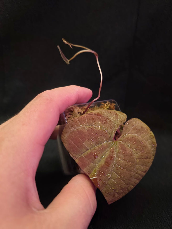 Dioscorea Discolor #07