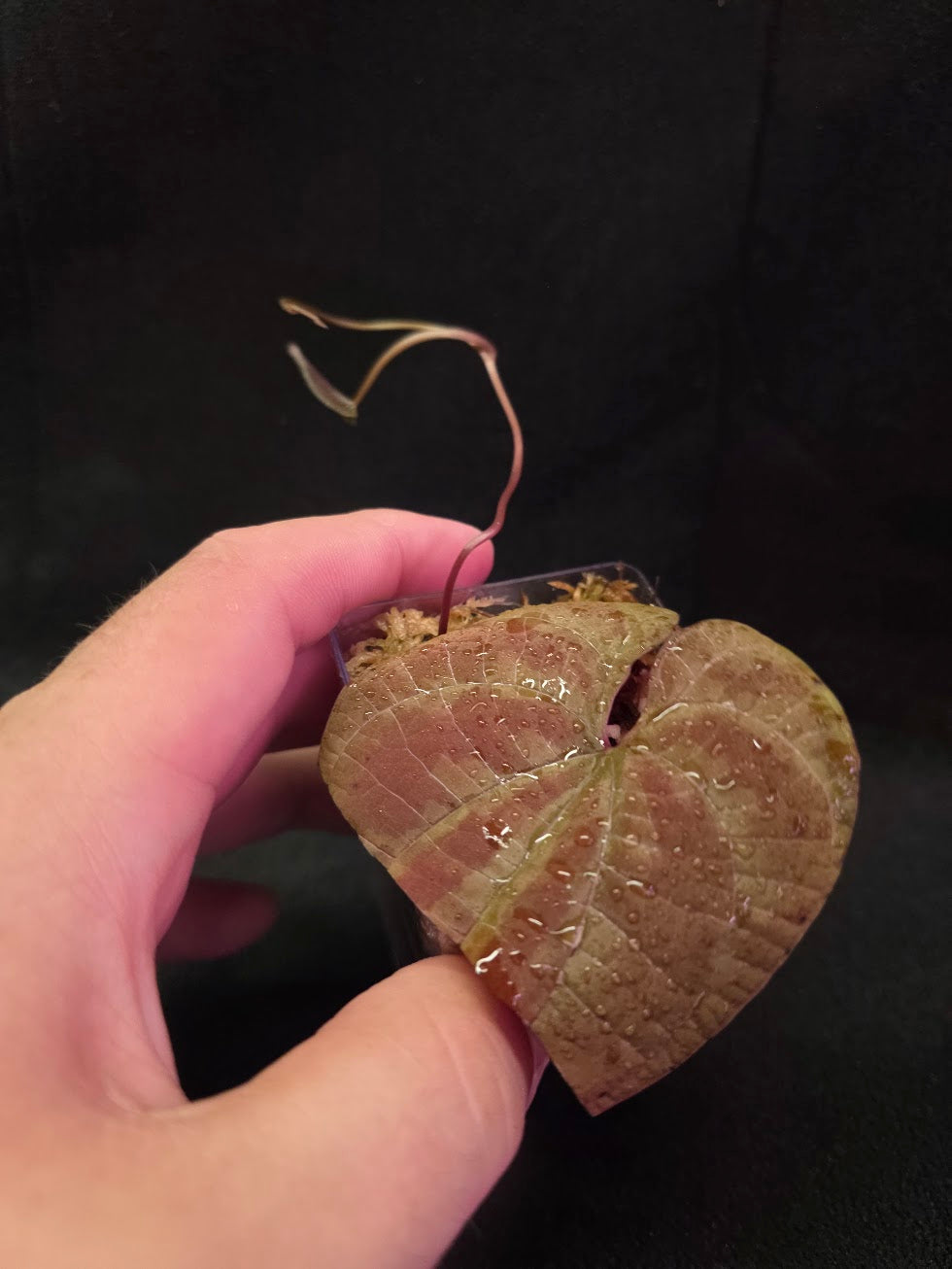 Dioscorea Discolor #07