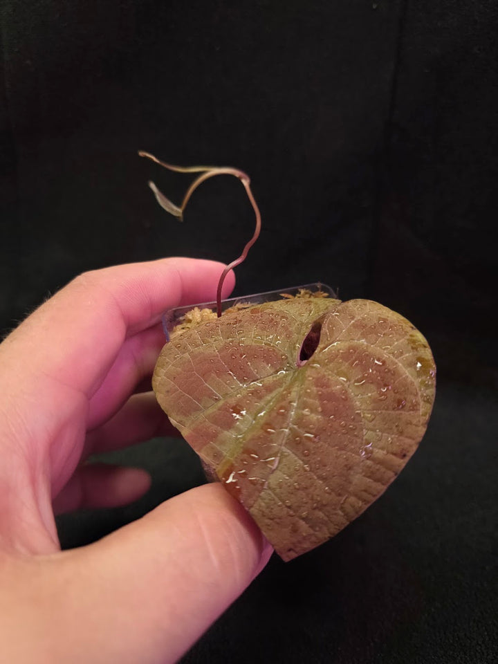 Dioscorea Discolor #07