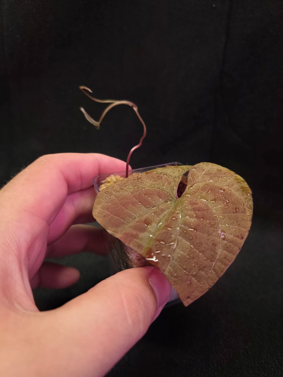 Dioscorea Discolor #07